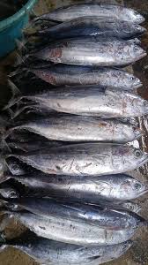Pindang tongkol Asli Indo500g